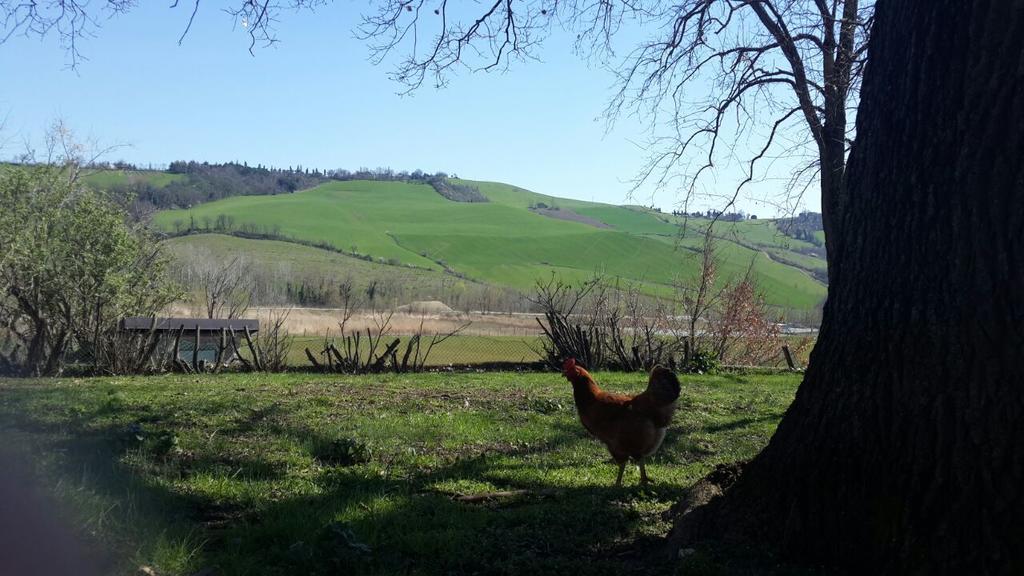 Agriturismo Molino Nuovo Castel San Pietro Terme Ngoại thất bức ảnh